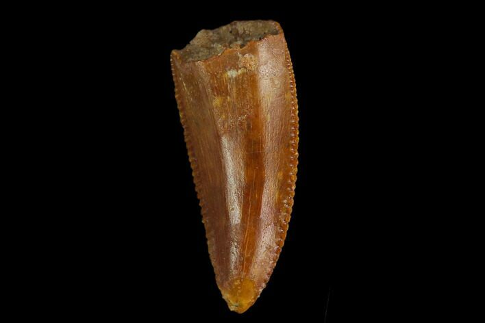 Serrated, Raptor Tooth - Real Dinosaur Tooth #130354